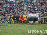 Lần đầu tiên có giải chọi ngựa ở Hà Giang
