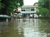 "Nếu cây bật gốc được xử lý kịp thời, thì anh tôi đã không mất"