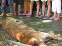 Lợn rừng tấn công người ở Nghệ An