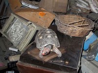 Mỹ: Xôn xao với cô rùa hai đầu