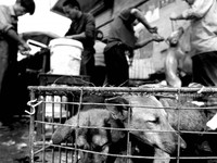 Trung Quốc: Đào lợn chết chôn dưới đất lên để làm lạp xưởng