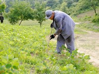 Đặc nhiệm Triều Tiên và kế hoạch “cắt cổ Tổng thống Park Chung-Hee”