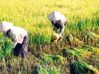 Người Việt chế tạo thành công "ô tô biết bơi"