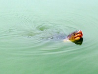 Nghệ An: Bỏ tiền túi để "giải cứu" "cụ" rùa
