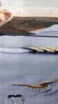 Vua và Hoàng hậu Thái Lan lái chuyên cơ tới thăm Việt Nam