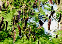 Loại quả dại quen thuộc ở Việt Nam giúp dân bảo vệ rừng, kiếm tiền tỷ: Ở Trung Quốc bán giá gấp 10 lần