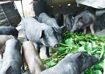 Loại rau phá môi trường, người Việt dùng nuôi lợn nay thành mặt hàng triệu đô: Việt Nam xuất khẩu top 1