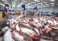 Phế phẩm cá từng cho heo ăn hoặc vứt bỏ nay thành mặt hàng triệu đô, doanh nghiệp Việt đổ xô săn đón