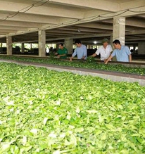 Mỹ săn nghìn tấn 'vàng xanh' của Việt Nam: Thuế nhập khẩu 0%, Việt Nam là ông trùm đứng thứ 5 thế giới