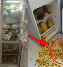 Tủ lạnh xịn mấy cũng hóa "bom nổ chậm" nếu bỏ 5 thứ này vào, số 2 rất nhiều người mắc