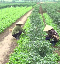 Việt Nam có loại rau giàu canxi ngang sữa, Trung Quốc coi như “báu vật”: Bổ gan, hạ mỡ máu cực tốt