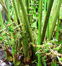 Việt Nam trồng được thứ gia vị đắt bậc nhất thế giới, hơn 30 nước lùng mua; Hà Lan, Mỹ, Anh đứng đầu bảng