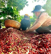 Việt Nam có cà phê đặc sản, giá cao gấp đôi mặt bằng thế giới