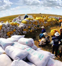Lý do Việt Nam có thể nhập khẩu gạo lớn thứ 2 thế giới
