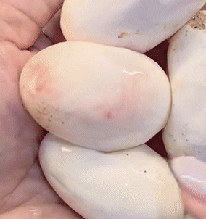 Một thứ đặc sản “kinh dị” đang gây sốt với giá 1 triệu đồng 20 quả, có hẳn truyền thuyết phía sau