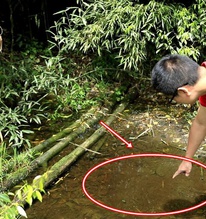 Lần theo tiếng động dưới vũng nước nông, cán bộ kiểm lâm hân hoan tìm thấy loài "tuyệt chủng" hơn 50 năm