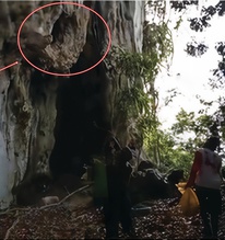 Lần theo manh mối được cung cấp tới vách đá, chuyên gia hân hoan tìm thấy loài "tuyệt chủng" hơn 170 năm