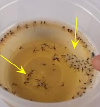 Chỉ với một bát nước ở góc nhà, ruồi muỗi, côn trùng sẽ bị tiêu diệt: Công thức đơn giản nhưng ít ai biết