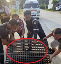 Nghe thấy tiếng kêu dưới cống thoát nước, người dân chạy đến nơi chứng kiến cảnh tượng không ngờ