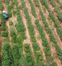 Nước Châu Mỹ để dành diện tích đất rộng hơn một thành phố cho nhà đầu tư Việt Nam
