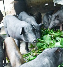 Loại rau phá môi trường, người Việt dùng nuôi lợn nay thành mặt hàng triệu đô: Việt Nam xuất khẩu top 1