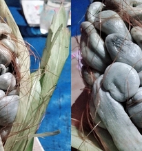 Trồng bắp ngô trên sân thượng, thứ thu về khiến người đàn ông khiếp đảm: Sự thật gây tranh cãi không hồi kết
