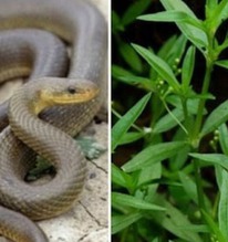 4 loại cây dụ rắn bò vào nhà, 3 loại cây rắn sợ run bần bật, không dám tới gần