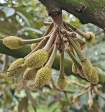 Một lô hàng 22 tấn của Việt Nam xuất khẩu sang Trung Quốc mở toang cánh cửa tỷ đô