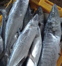 Tưởng cá hồi là "vua omega-3", ai ngờ chỉ đứng hạng 2: Nhà vô địch thực sự là loại cá bình dân, bán đầy chợ Việt
