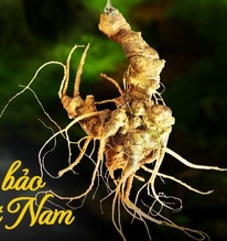 Quốc bảo Việt Nam lọt mắt xanh của "đại gia" THACO: Mục tiêu xuất khẩu thu về 50 triệu USD