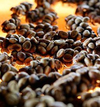 Loài chim quý hiếm thải ra thứ đắt đỏ, mệnh danh "vàng đen": Được đại gia thế giới săn lùng!