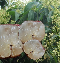 "Đặc sản hiếm" vị ngọt thanh, cùi giòn như thạch của VN lên cơn sốt, có tiền chưa chắc đã mua được 