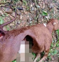 Vụ sói hoang cắn chết 50 con trâu, bò: Nghiêm cấm việc săn bắt chó sói