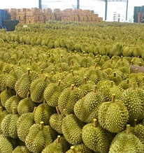 Láng giềng Việt Nam đón tin vui: 112 trang trại sầu riêng chính thức được cấp phép xuất khẩu sang thị trường Trung Quốc