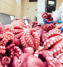 Mặt hàng Việt quen thuộc kỳ vọng thu 700 triệu đô, được Hàn, Nhật mua mạnh: Chìa khóa phát triển bền vững