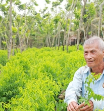 Lão nông U80 thành tỷ phú nhờ loại rau "ngọt như mì chính": Nơi trồng rất độc lạ