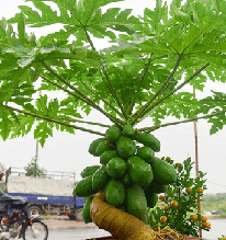 Nhiều gia đình trồng đu đủ trong sân vườn, hóa ra không chỉ để lấy quả