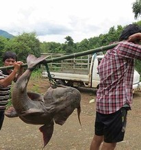 "Thủy quái" mệnh danh "sát thủ săn mồi" dưới lòng Sông Đà: Thuộc hàng Ngũ quý hà thủy