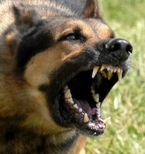 Kinh hoàng: Chó becgie cắn chủ nhà tử vong khi đang cho ăn