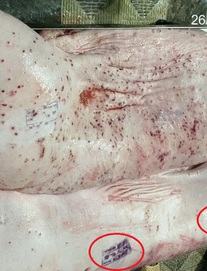 Chi tiết lạ trên heo bệnh tại cơ sở gia công cho C.P. Việt Nam: Nhân viên giải thích thế nào?