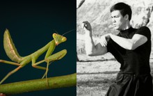 Lý Tiểu Long say mê môn võ bọ ngựa, dùng cách đặc biệt để xin học