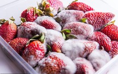 4 món tuyệt đối không được ăn khi bị mốc: Nguy cơ tổn thương nội tạng, ung thư