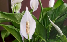 Cây lan ý “rất thích” loại nước này, biết tưới thì cây sẽ ra hoa suốt nhiều năm