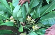 Khả năng chống ung thư từ loài cây mọc khắp vùng quê Việt Nam