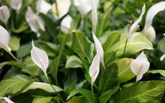 3 vị trí tốt nhất trong nhà để đặt cây lan ý vào năm 2026