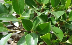 5 loại cây không nên trồng trong vườn nhà vào đầu năm mới