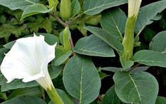 4 cây "xui tận mạng", đẹp đến mấy cũng CHỚ trồng trong nhà