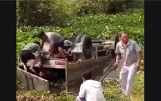 Xe tải chở bò lật xuống kênh, tài xế tử vong