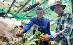 Người Xơ Đăng tặng nhau loài biệt dược ‘quý hơn vàng’