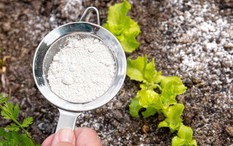 Rắc thứ này ra vườn, sâu bệnh biến mất, cây cối phát triển xanh tươi bất ngờ